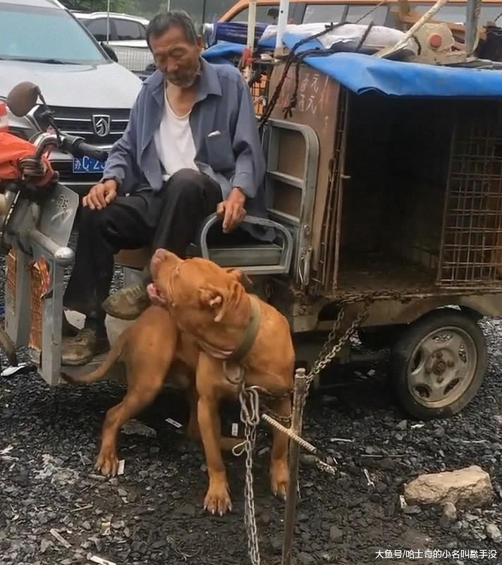 狗市上看到一大爷, 居然用比特犬蹭鞋, 这狗可是用3条铁链拴着的