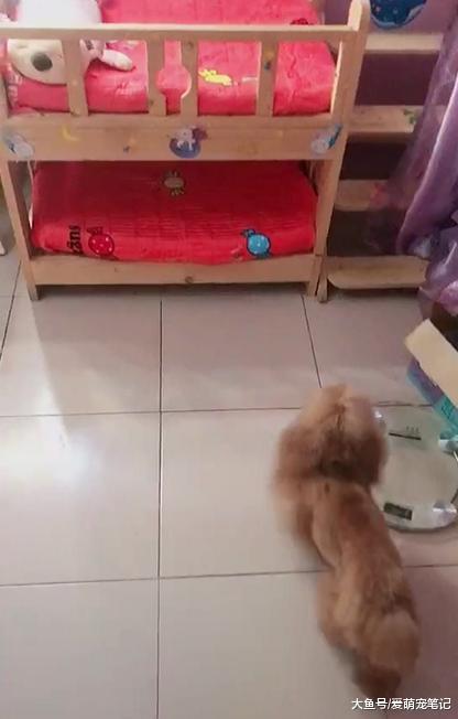 给三只狗狗买了一张上下铺, 它们每天都按时上床睡觉, 跟孩子一样