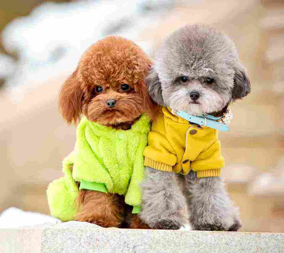 为什么要给泰迪做绝育? 掌握这些 术后泰迪狗狗不会恨主人