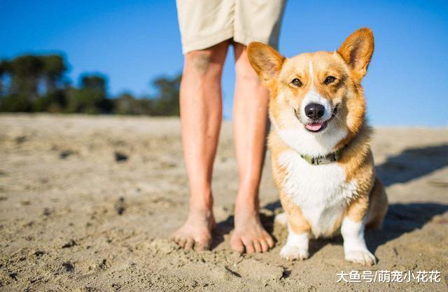 如果柯基犬有这5个表现, 祝贺你, 狗狗非常健康!