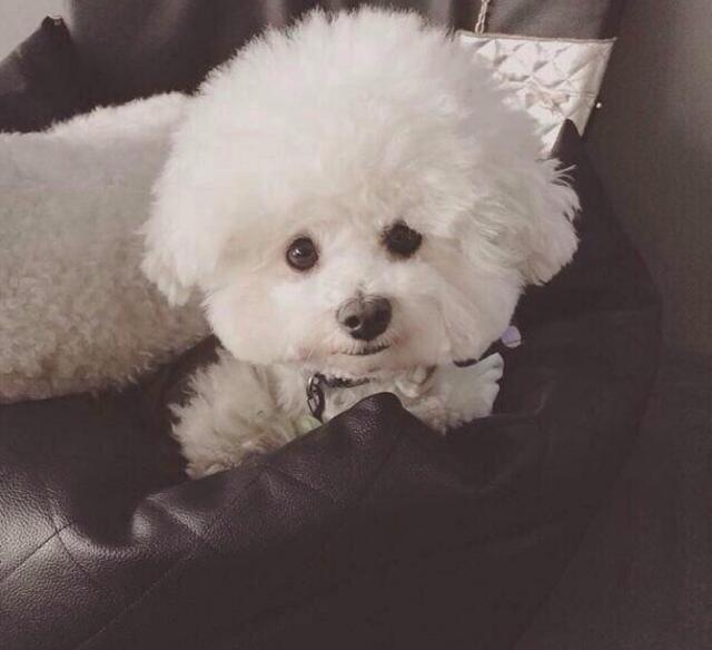 最适合家庭饲养的5只小型犬, 你的上榜了吗?
