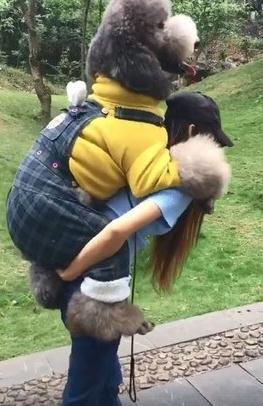 60斤的吊带裤贵宾犬爬山耍赖要主人背, 看镜头甜笑: 我是宝宝哦