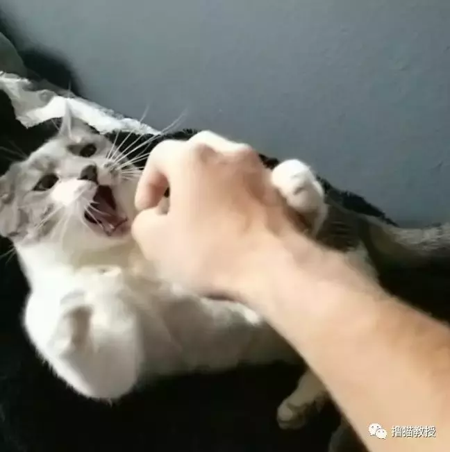 一个单身猫奴的生活, 竟然这么忙的吗?