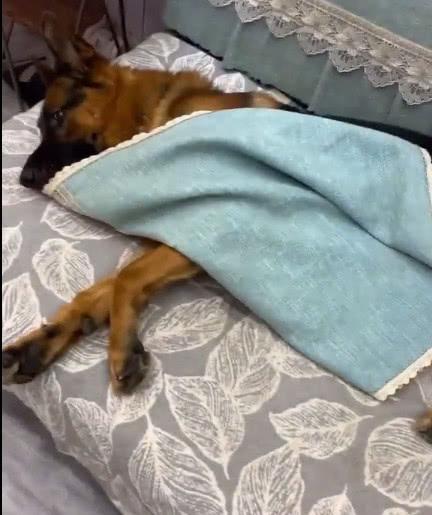 主人说天气冷让它盖被子, 下一秒狗狗的举动让他傻眼了!