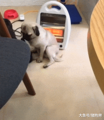 巴哥蹲在取暖器旁烤火, 主人: 怎么一股糊味, 狗: 换个发色而已啦