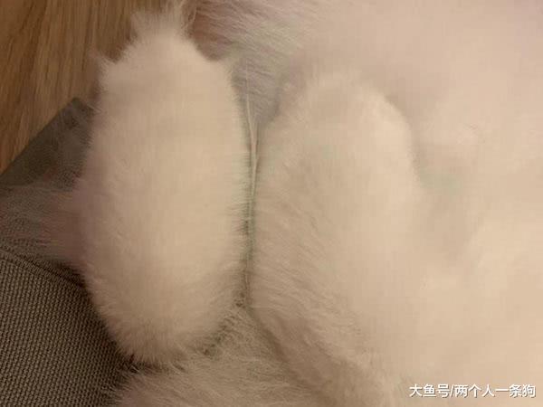 萨摩耶软糖为了和妈妈撒娇不顾形象露出小豁牙, 软糖: 非常享受