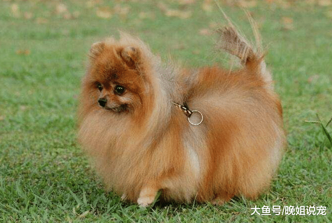 5种特别“凶”的小型犬, 体型小脾气大, 主人轻易不要激怒它