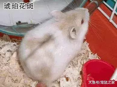 一文带你走进仓鼠世界: 仓鼠种类之坎贝尔仓鼠