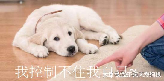 新手铲屎官要注意狗狗的这5个行为, 自作多情很容易失去信任!