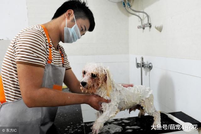 博美犬“害怕”的5件事, 你家的占几个?