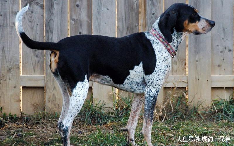 号称能“完爆”斯塔福的猎熊犬, 实际战斗力有多强? 真能猎熊吗?