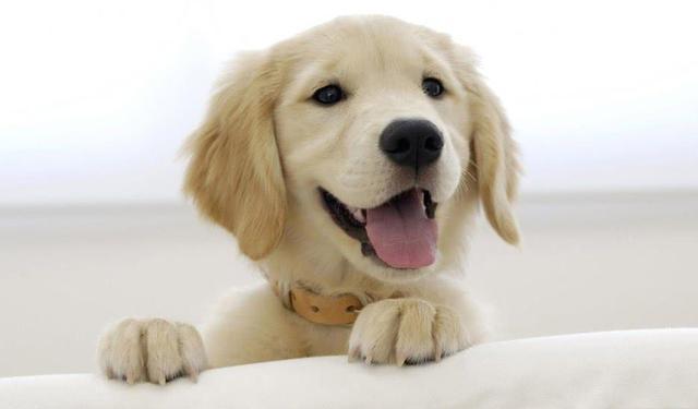 新手不知道如何选狗? 最适合新手养的10大狗狗, 老狗奴呕心推荐!