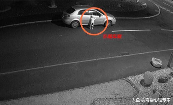 狗狗被主人遗弃路边, 扒着车窗直摇尾: 是要玩捉迷藏吗?