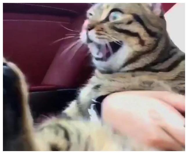 主人带猫咪体验座跑车的感觉, 一脚油下去, 猫咪: 护驾!