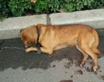 忠诚老黄狗为何会沦落成盘中餐, 这画面一言难尽