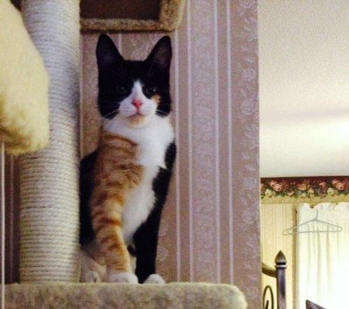 宠物GIF图: ?这绝壁不是我干的, 主人你要相信我!