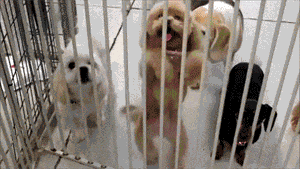 是什么原因让你饲养泰迪犬? 就凭这5大优点, 养过的人都说好!