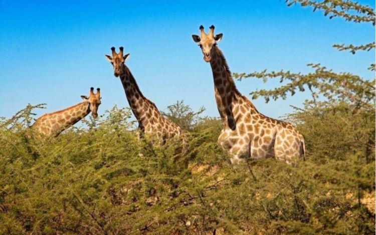 孩子意外跌落猩猩笼中, 猩猩立马冲向孩子, 没想到下一幕让人落泪