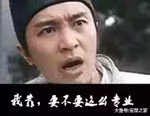 一文带你走进仓鼠世界: 仓鼠种类之坎贝尔仓鼠