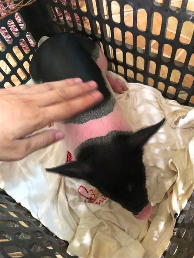 宠物猪被泰国小哥当女友, 同吃同住温馨相处, 主人每天搂着睡觉!