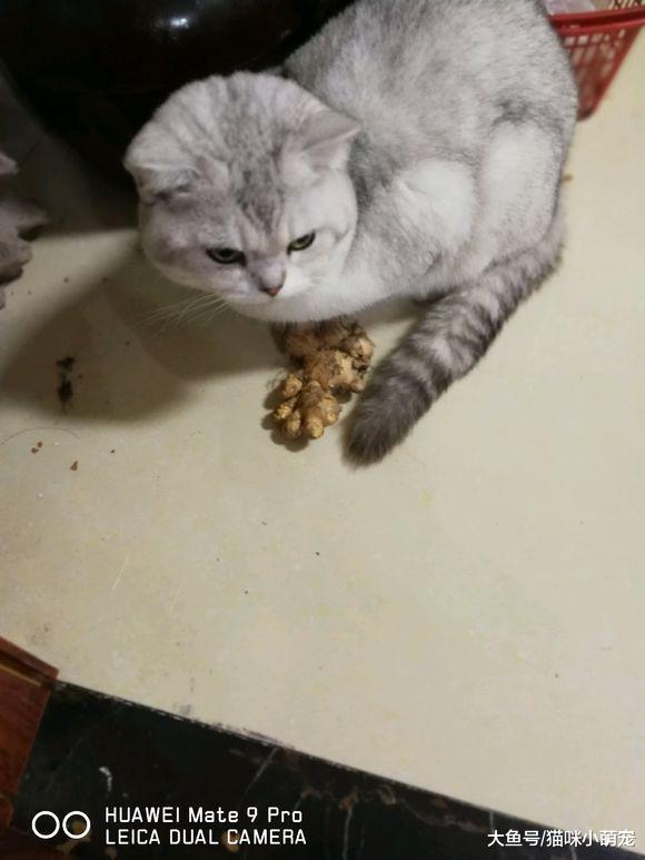 这些猫咪竟然吃生姜、玉米、红辣椒! 还有什么是他们不敢吃的!