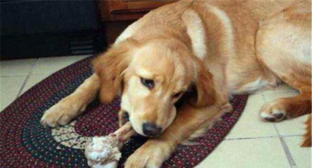 金毛意外骨折需休养, 主人调理后狗狗胖五斤, 食补的三点重要技巧