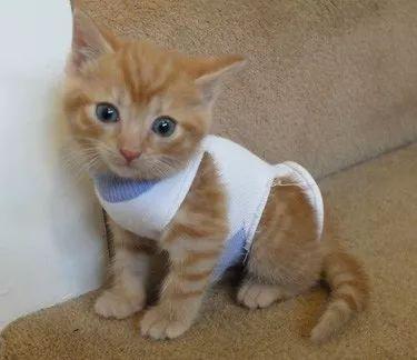 穿靴子的猫很可爱, 穿袜子的小奶猫更是萌到爆