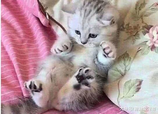 主人拿“小老虎”吓唬小奶猫, 它的反应笑喷了: 大猫, 我不怕你的