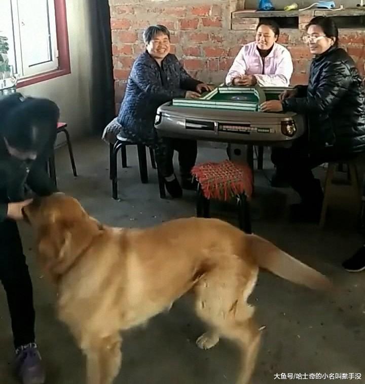 邻居家的狗不让女主人打麻将, 拖着往家走, 这是怕把狗粮输光了? ?