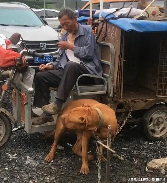 狗市上看到一大爷, 居然用比特犬蹭鞋, 这狗可是用3条铁链拴着的
