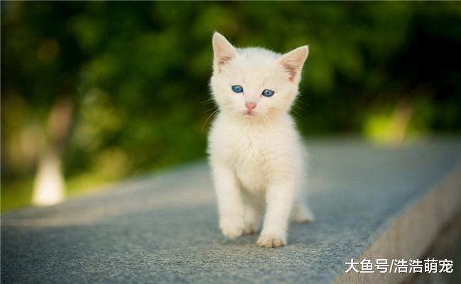宠物版的长大前后对比图, 我感觉还是小时候的宠物可爱
