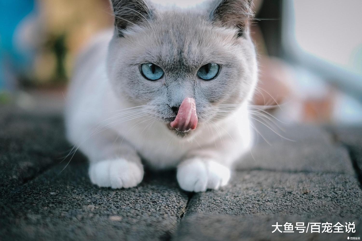 5个关于猫鼻子的冷知识你都知道么? 为啥经常舔, 原来是天生的GPS
