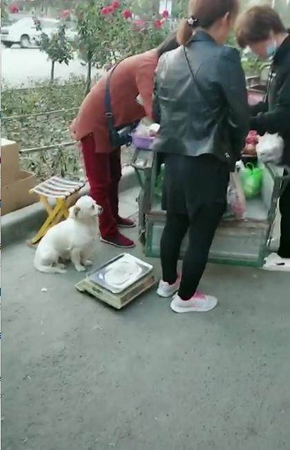 流浪狗真的需要主人, 喂它一次就会记您一生, 这就是宠物狗的特性