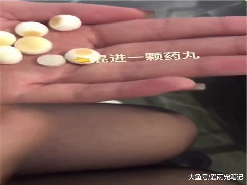 为了让金毛乖乖的吃药, 拿小馒头以真乱假, 网友: 演技也是满拼的