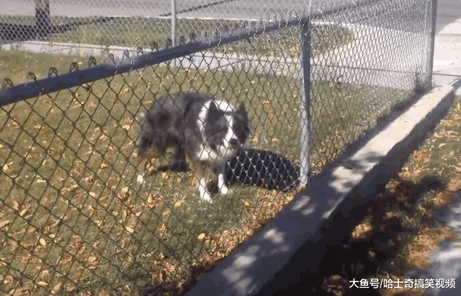 路人好心帮狗狗捡球, 没想到却被套路, 网友: 被狗赖上了