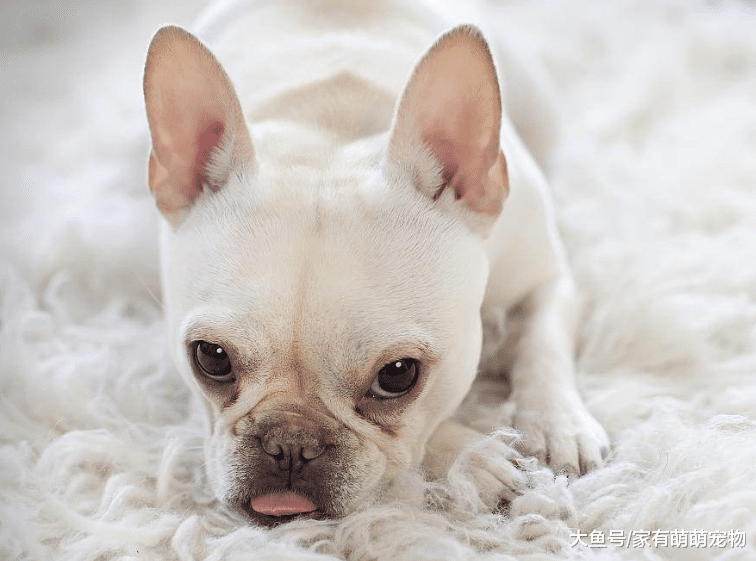 没有月入过万, 不要养这5种狗狗, 真的养不起!