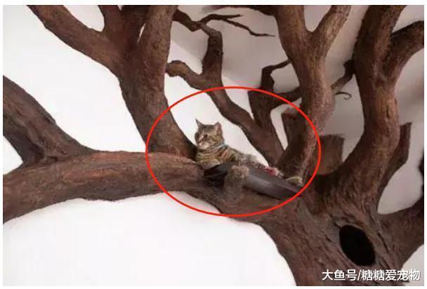 主人晒自家超豪华的猫爬架, 网友: 真是“别墅”啊, 家里肯定有矿