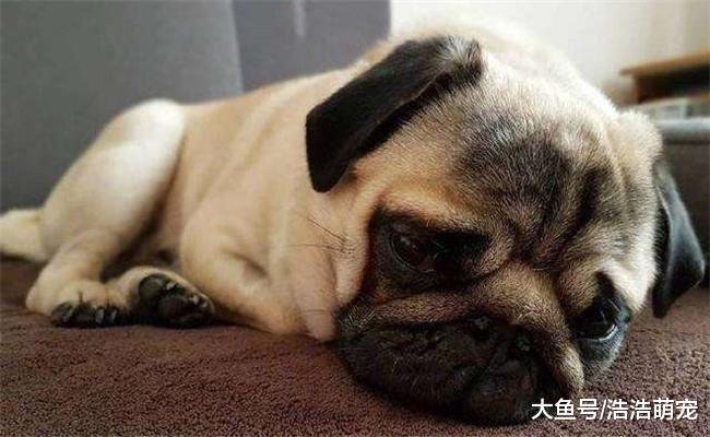 有5件事宠主不能做, 你可能在不经意间就伤到了狗狗的心