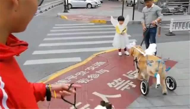 狗狗残疾后整日抑郁, 小女孩为它插上雪白翅膀, 金毛顺利解开心结
