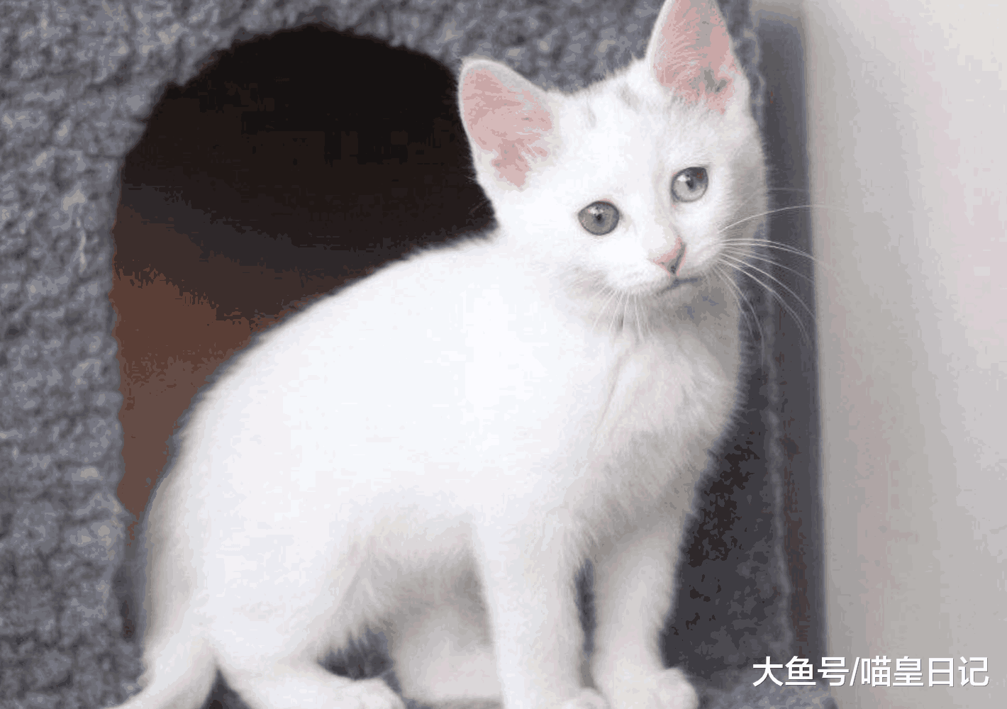 养猫是一件麻烦的事吗? 铲屎官: 是的, 怕麻烦的人就不要养了!