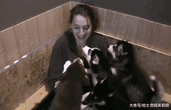 女主人想抱下二哈, 没想到却被“围殴”, 网友: 都冲我来