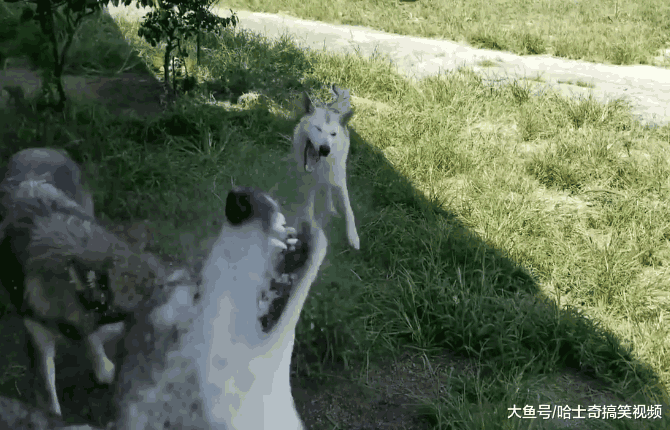 网友把二哈跟“猛犬”养在一起, 结果主人肠子都悔青了