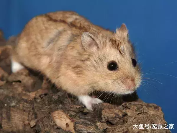 一文带你走进仓鼠世界: 仓鼠种类之坎贝尔仓鼠