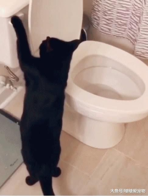 黑猫喜欢上“掏马桶”, 主人看后哭笑不得: 傻猫, 那里边真没有鱼