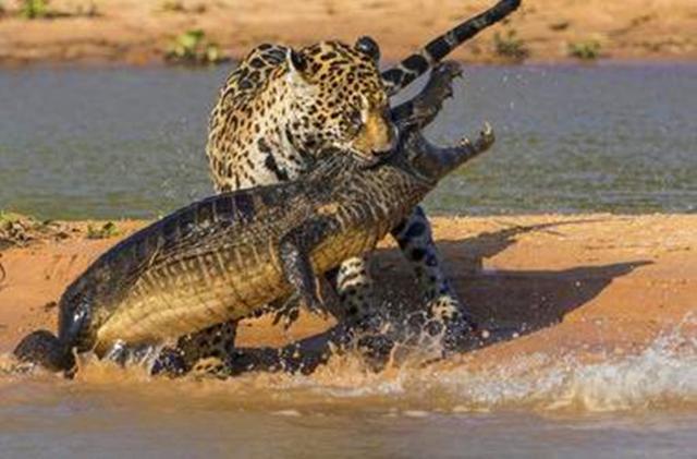 鳄鱼发现猫妈妈巢穴, 堵在门口欲伤害小猫, 母猫不敌后携崽逃跑!