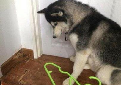 主人骑电车带二哈去买菜, 去结账离开了一会, 回来后心在滴血