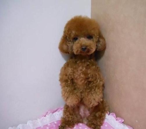 贵宾犬再不听话, 这样“惩罚”它也没用, 反而会恨死你!