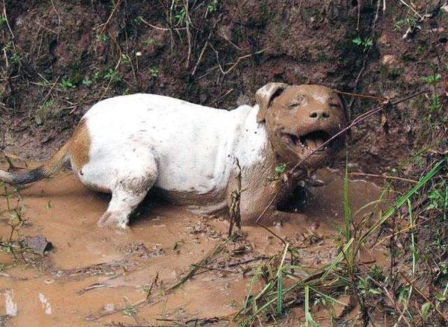 这5大狗狗, 已被宠物店列入“黑名单”, 进去了也被请出来!