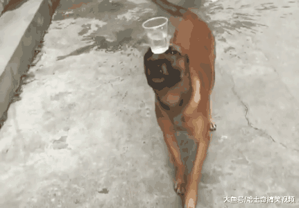 狗狗因拥有超强平衡力而走红, 网友: 来自印度的吗?