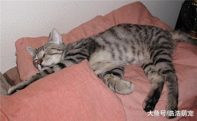 猫睡觉时为什么喜欢在主人身边? 原因有4个